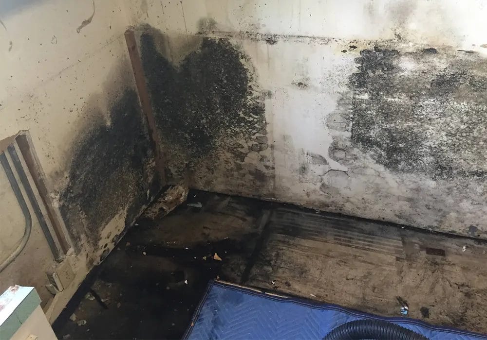 leaked dishwasher causes mold