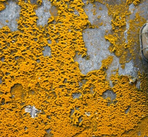orange mold