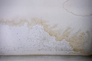 mould stains on the ceiling 2022 11 01 04 34 57 utc scaled