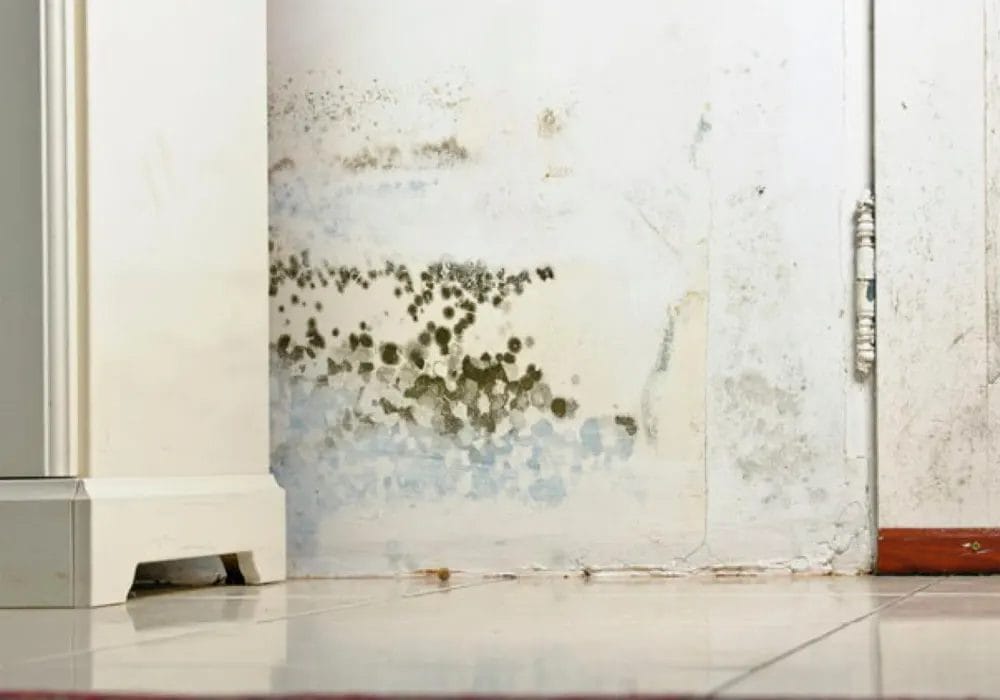 does mold devaluate your house