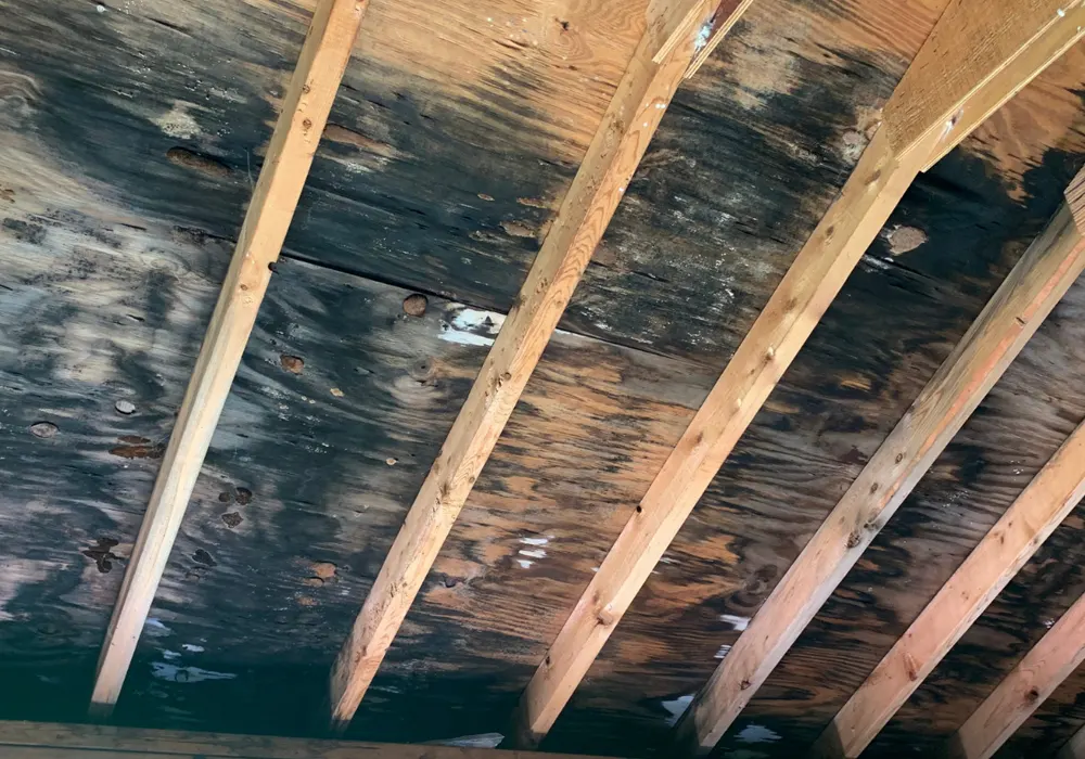 mold in home attic affects its value