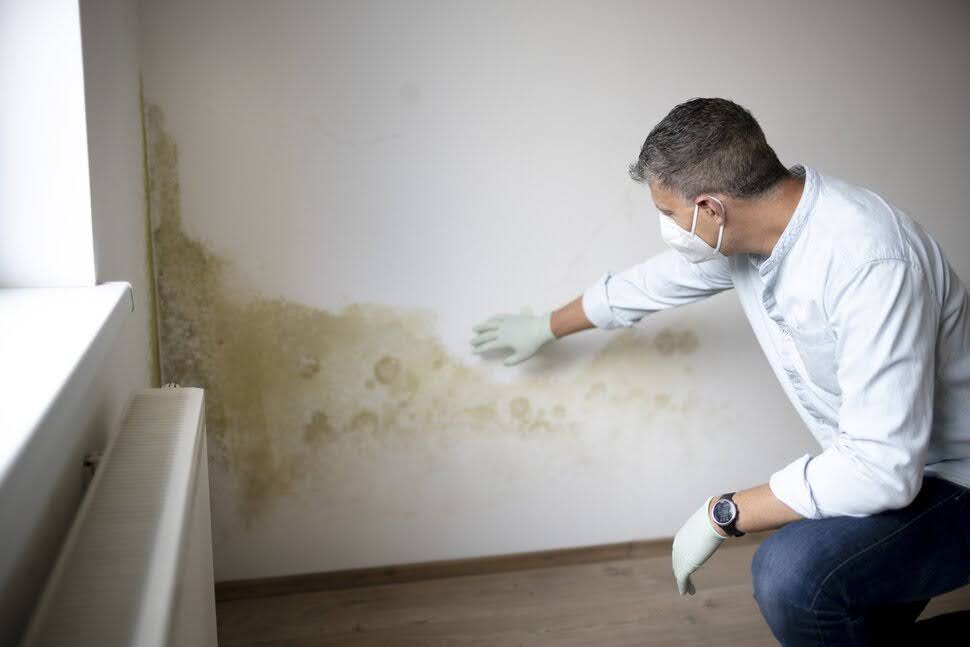 how much does mold remediation costs