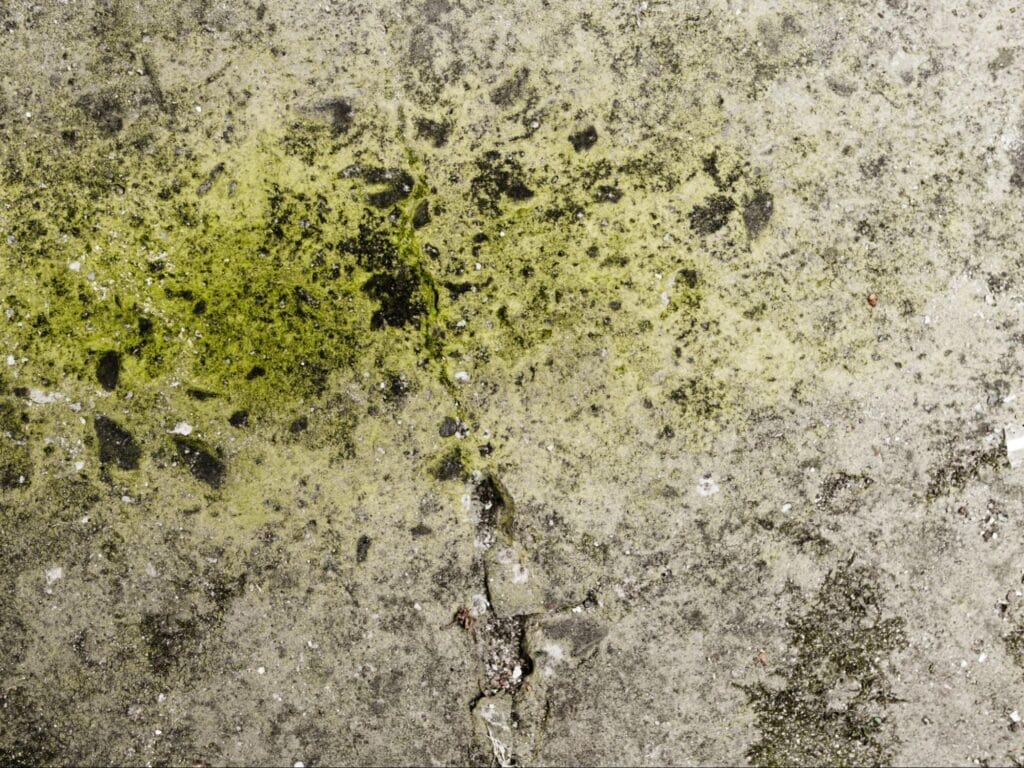 walls damaged by mold and algae