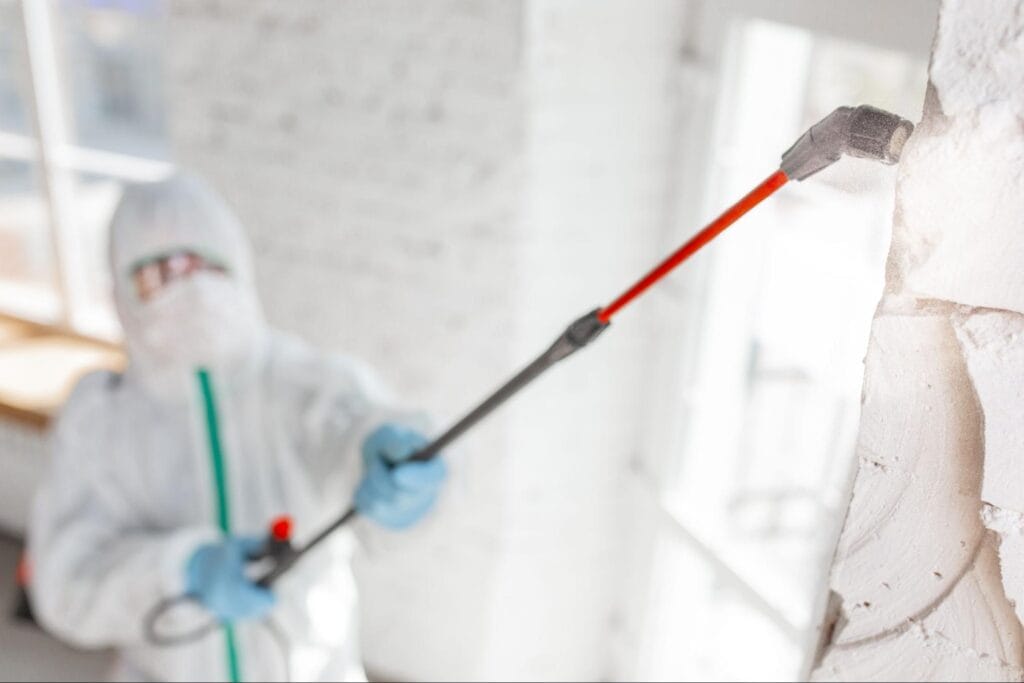 mold remediation process