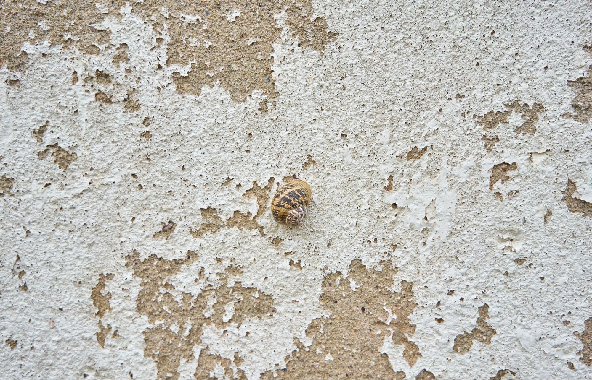 mold damage on walls